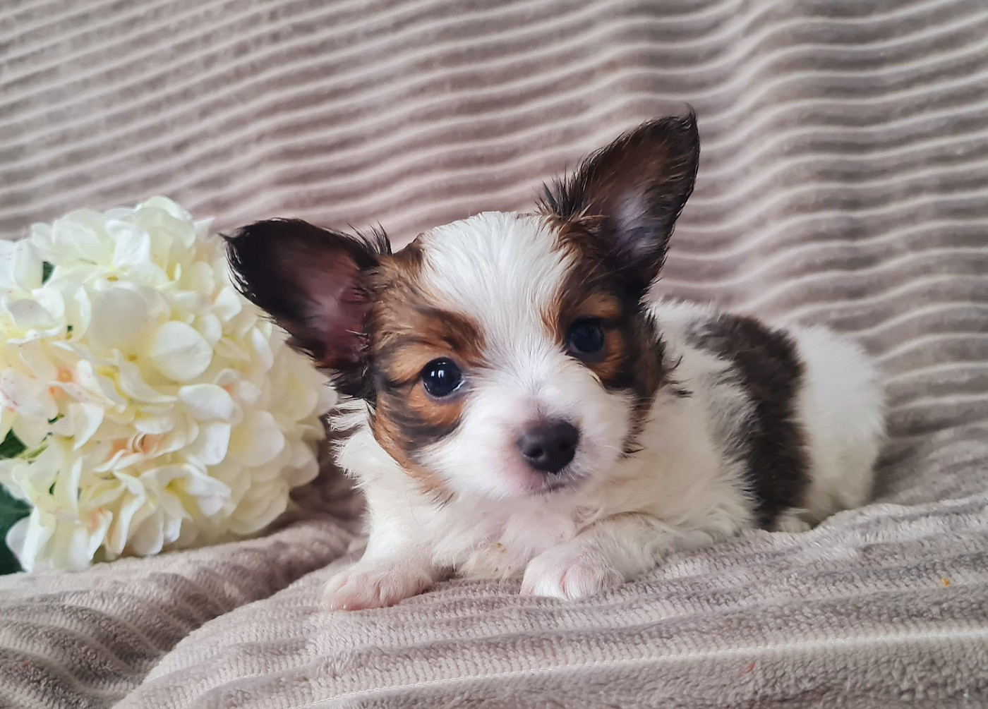 Baci De la castelviroise