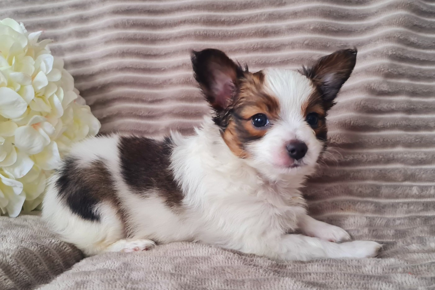 Baci De la castelviroise