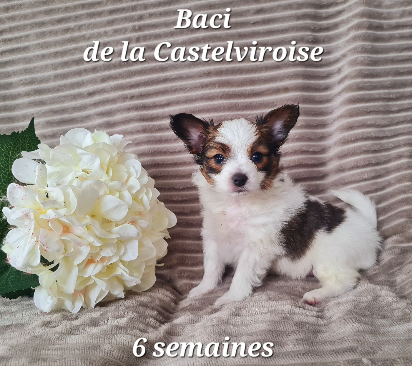 Baci De la castelviroise