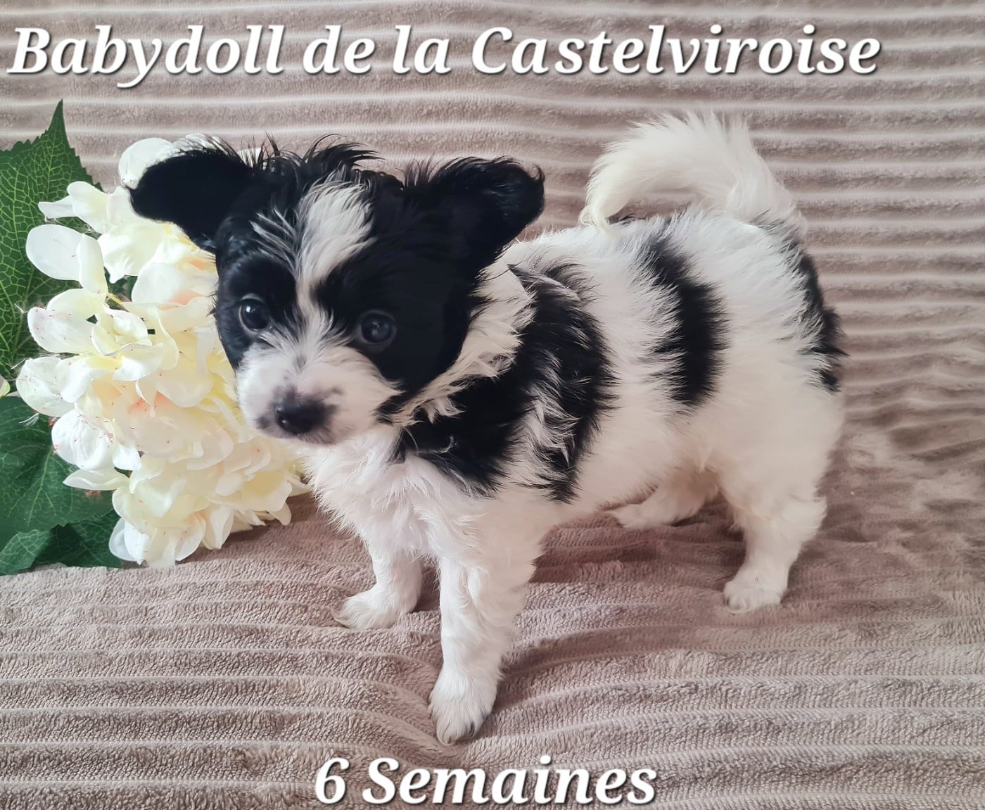 Biscotte De la castelviroise