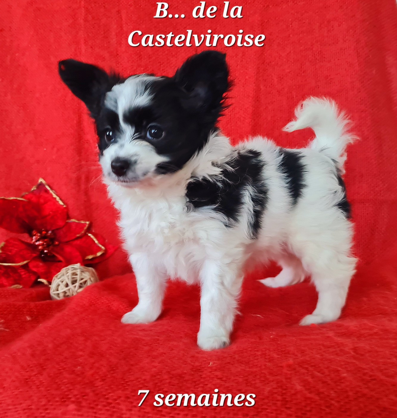 Biscotte De la castelviroise