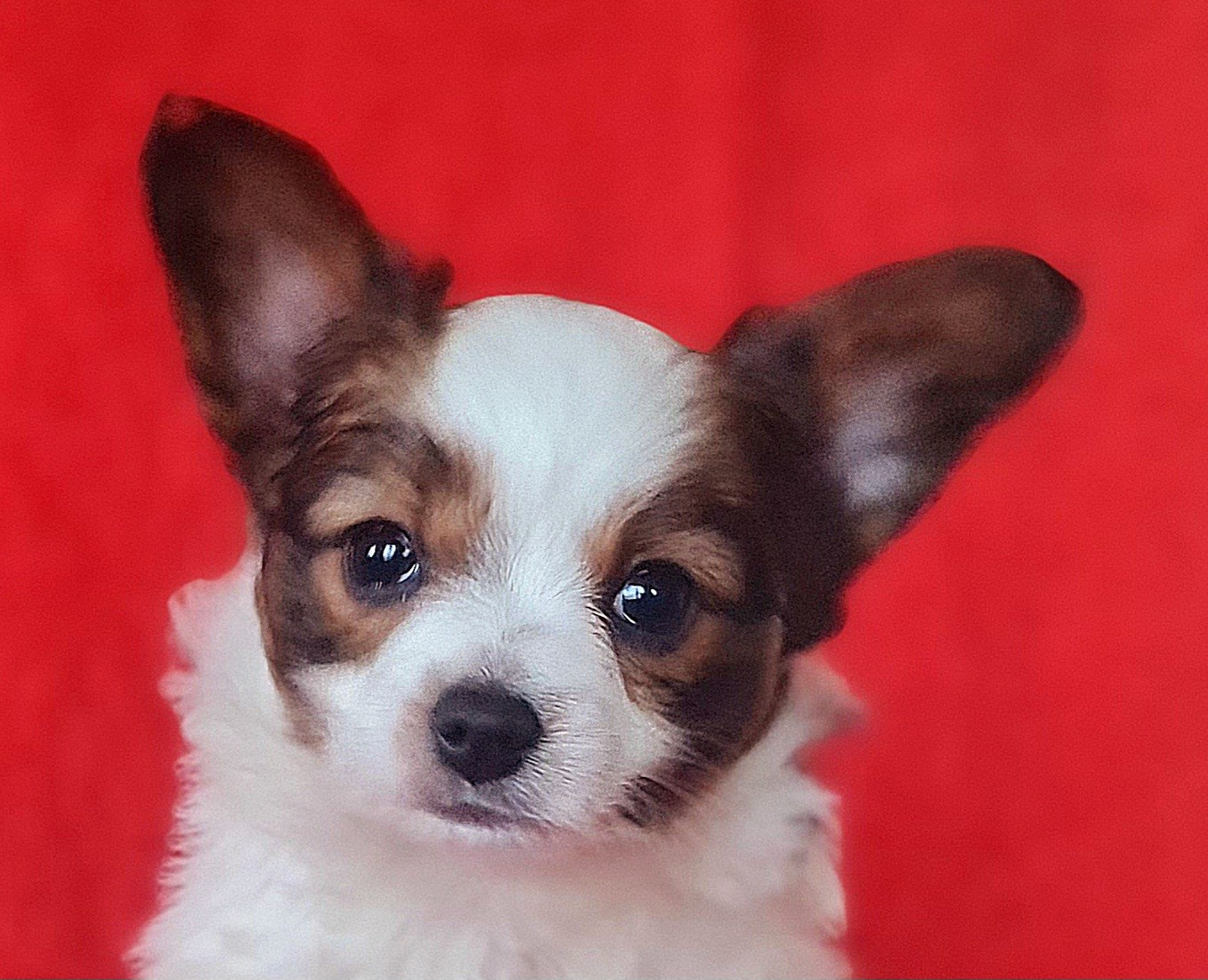 Baci De la castelviroise