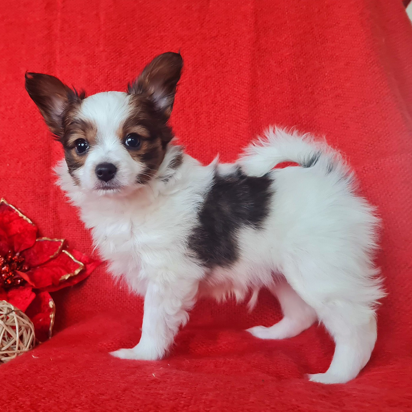 Baci De la castelviroise