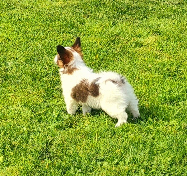 Baci De la castelviroise