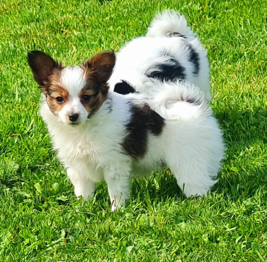 Baci De la castelviroise