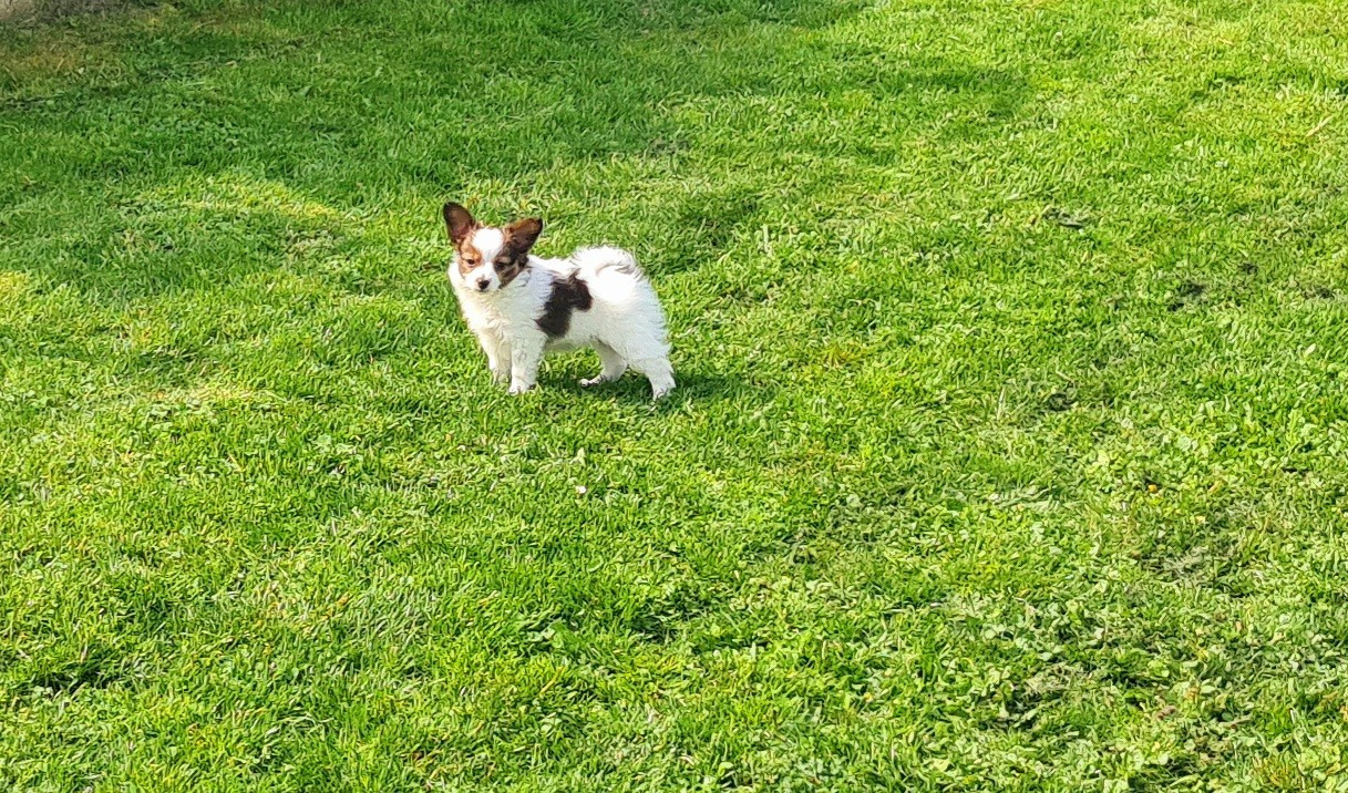 Baci De la castelviroise