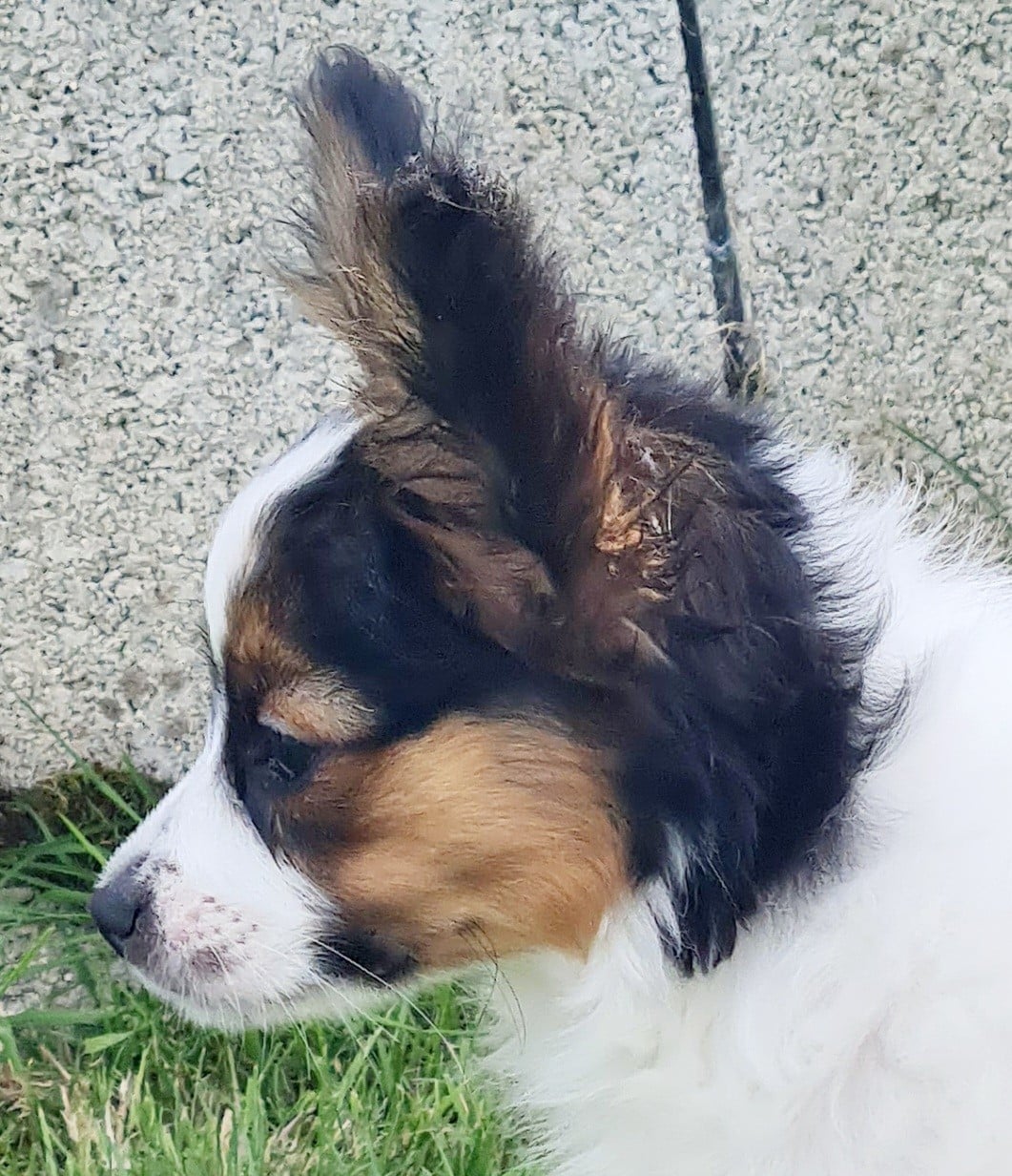 Babydoll  De la castelviroise