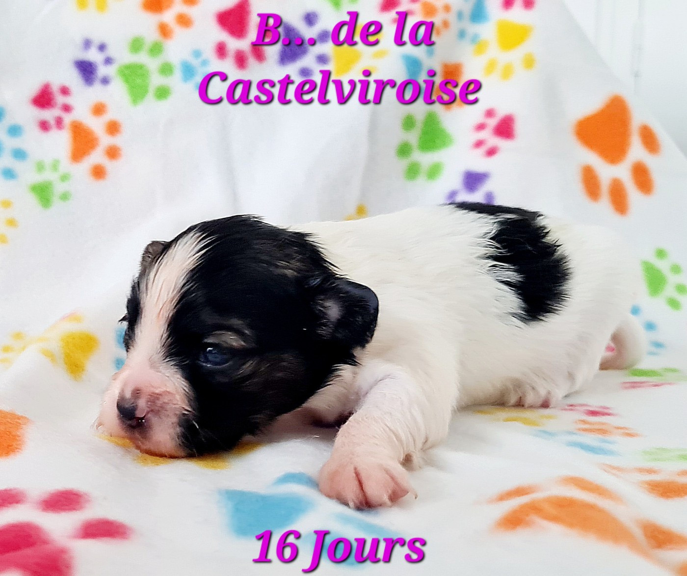 Publication : De la castelviroise Auteur : B... de la Castelviroise