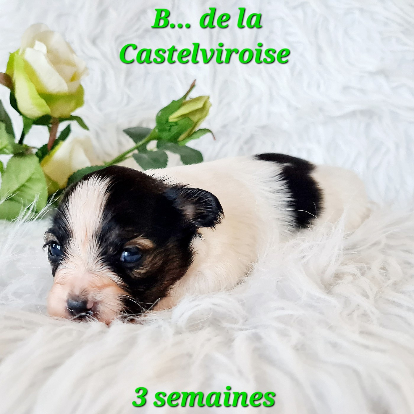 Publication : De la castelviroise Auteur : B... de la Castelviroise