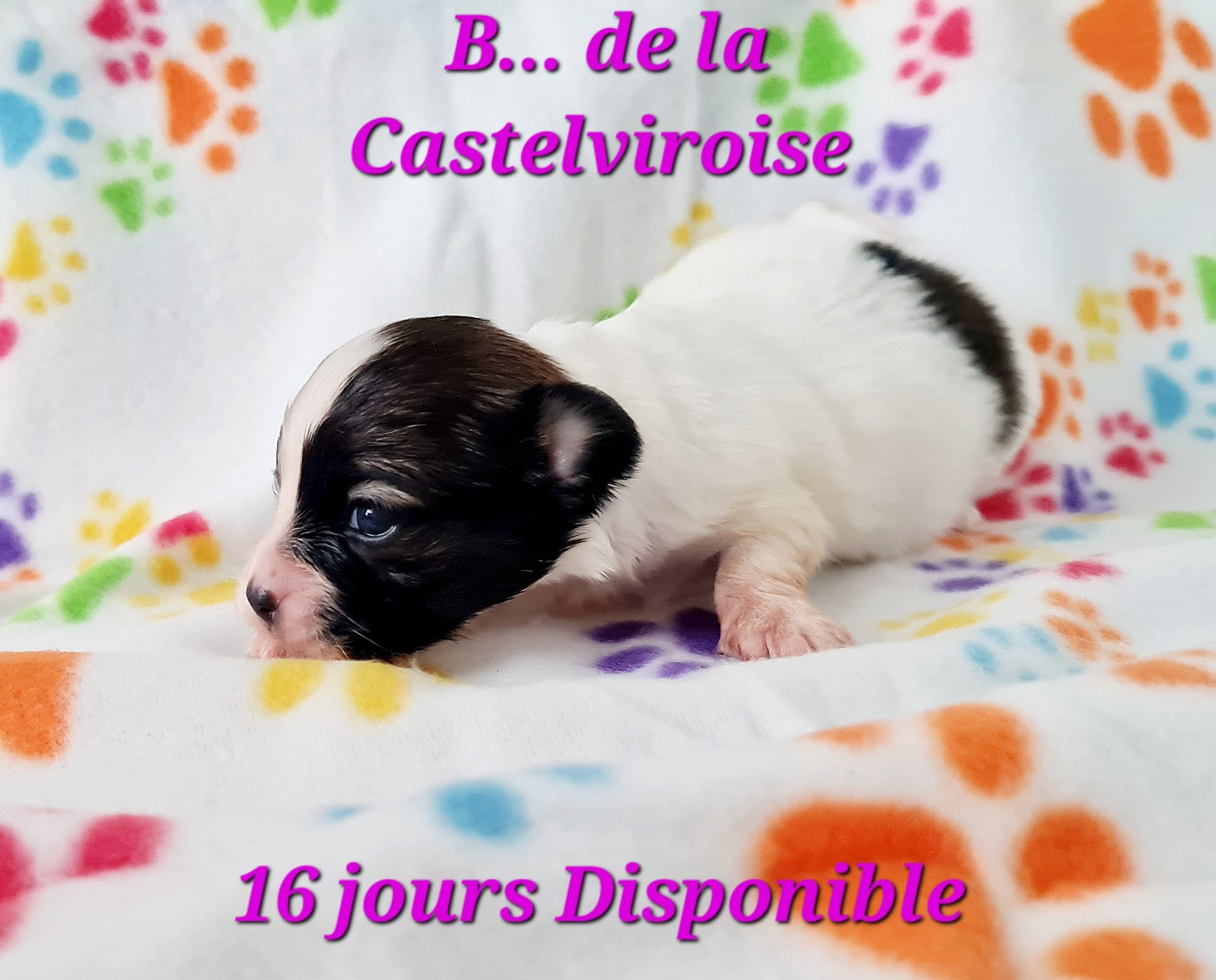 B.. De la castelviroise