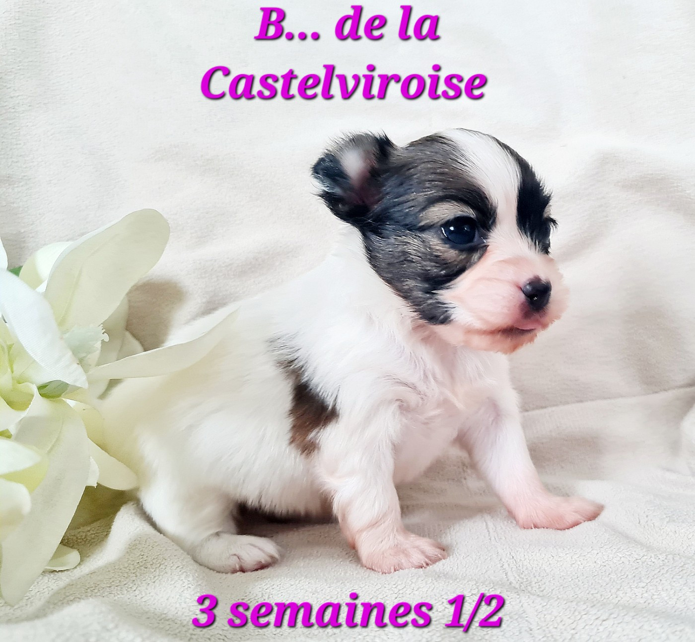 B.. De la castelviroise