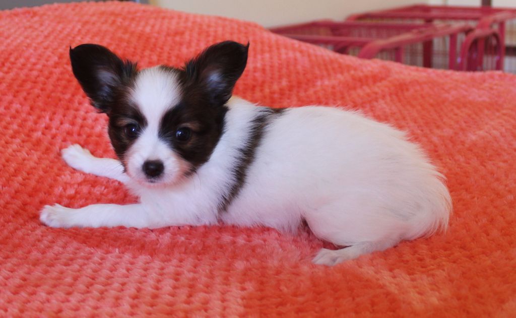 Abelia Du Domaine De Hunaudaye