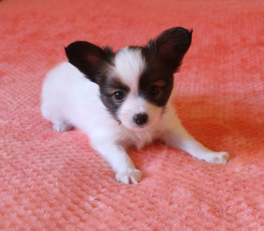 Abelia Du Domaine De Hunaudaye