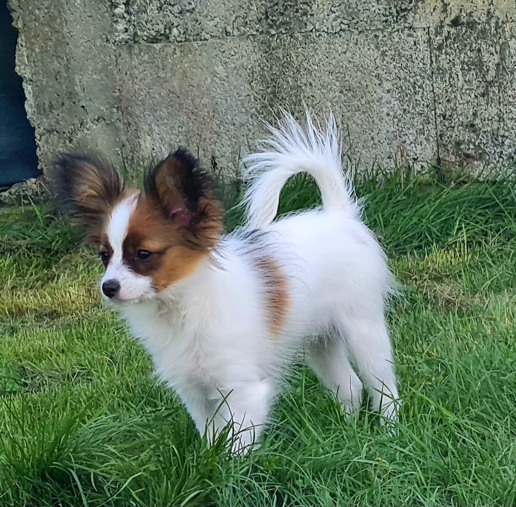 Abelia Du Domaine De Hunaudaye