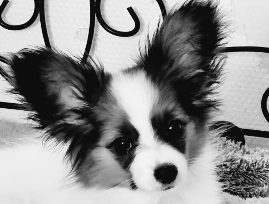 Abelia Du Domaine De Hunaudaye