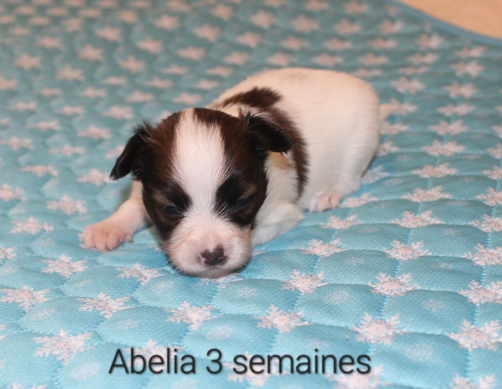 Abelia Du Domaine De Hunaudaye