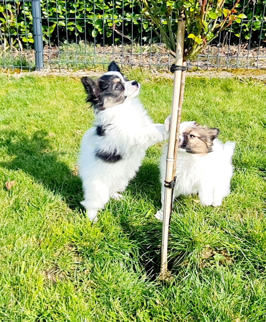 Alfie De la castelviroise