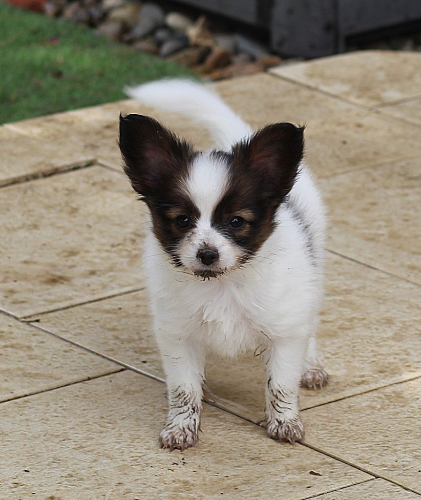 Abelia Du Domaine De Hunaudaye
