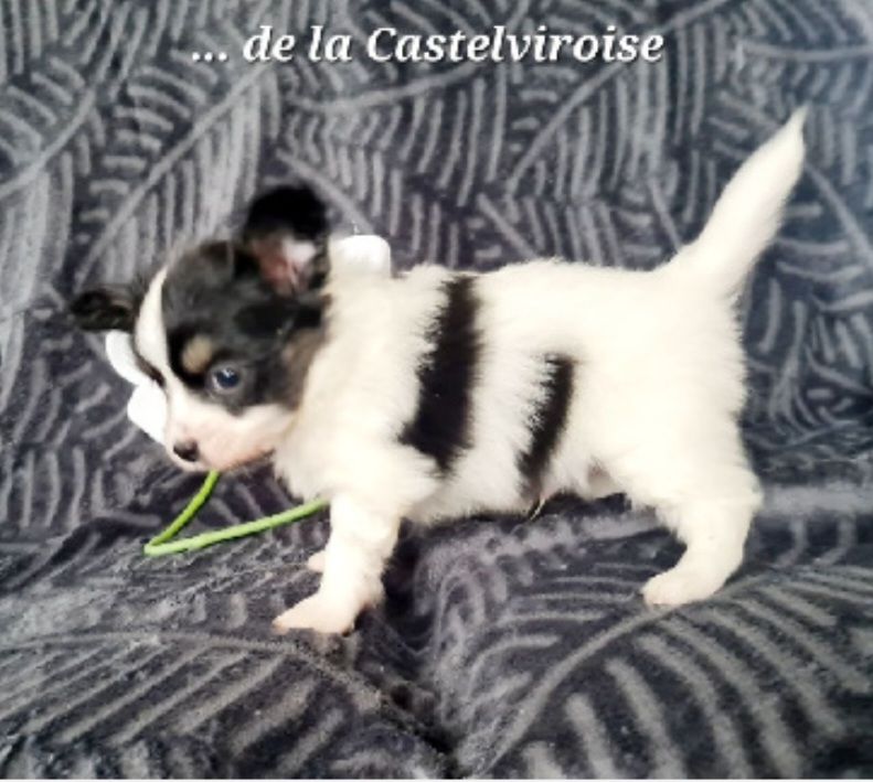 Alfie De la castelviroise