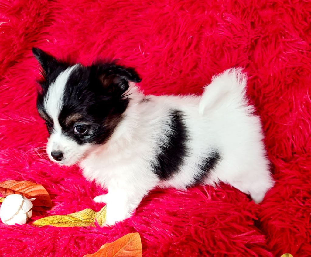 Alfie De la castelviroise