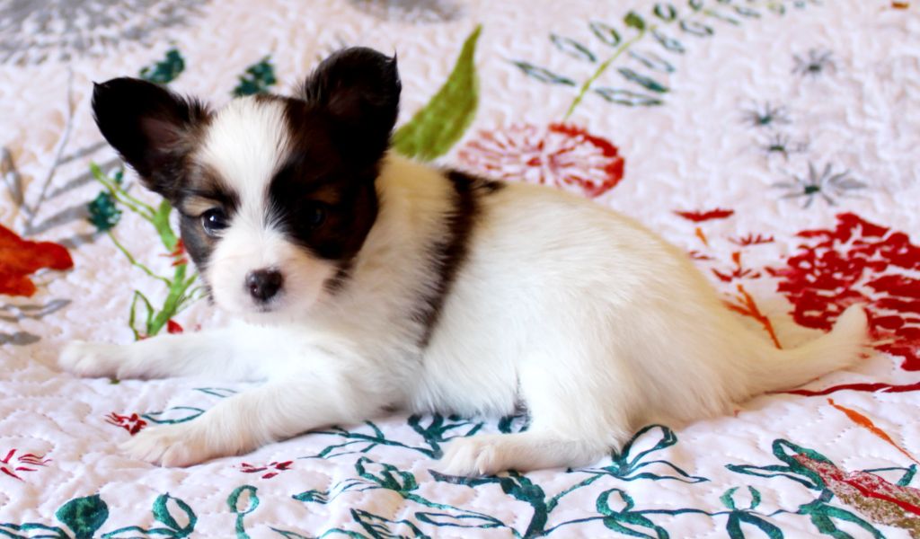 Abelia Du Domaine De Hunaudaye