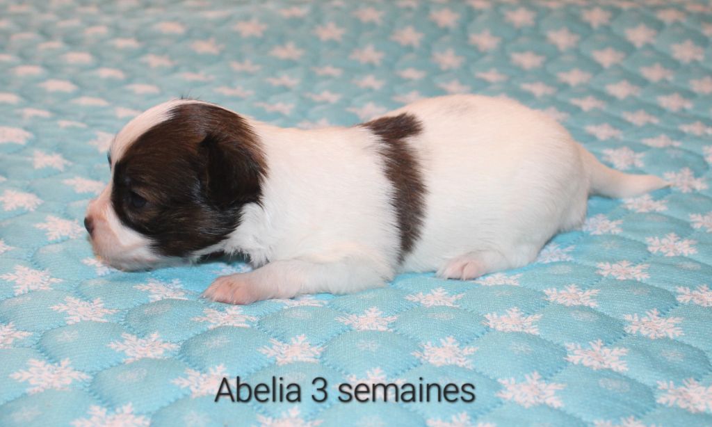 Abelia Du Domaine De Hunaudaye