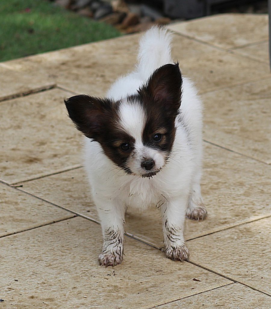 Abelia Du Domaine De Hunaudaye