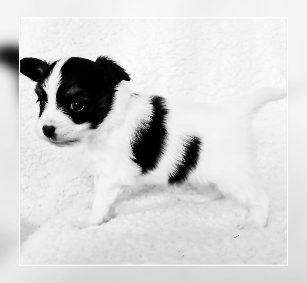 Alfie De la castelviroise