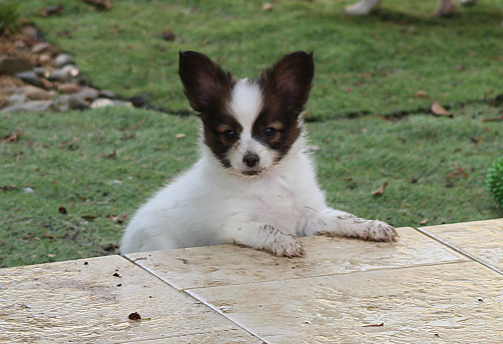 Abelia Du Domaine De Hunaudaye