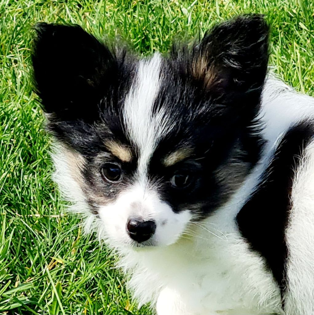 Alfie De la castelviroise