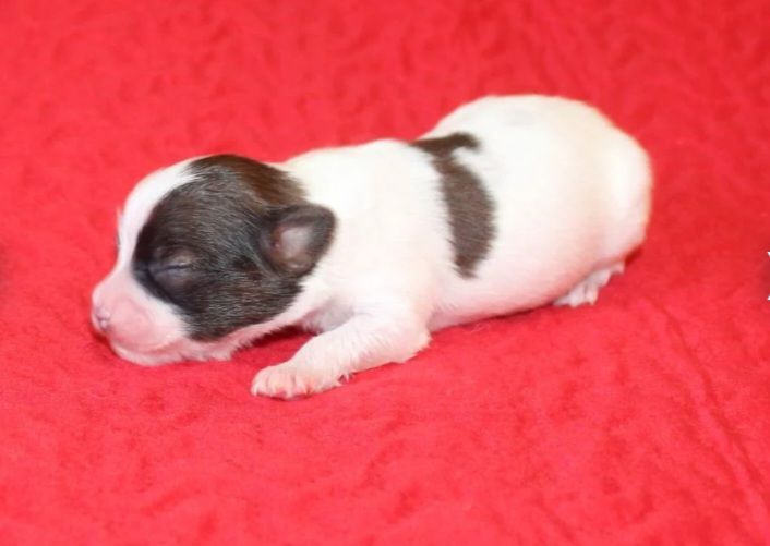 Abelia Du Domaine De Hunaudaye