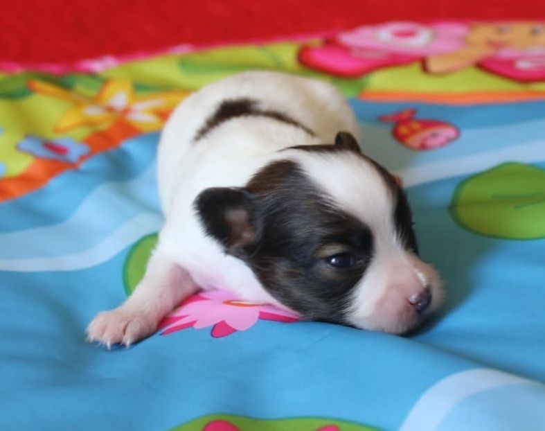 Abelia Du Domaine De Hunaudaye