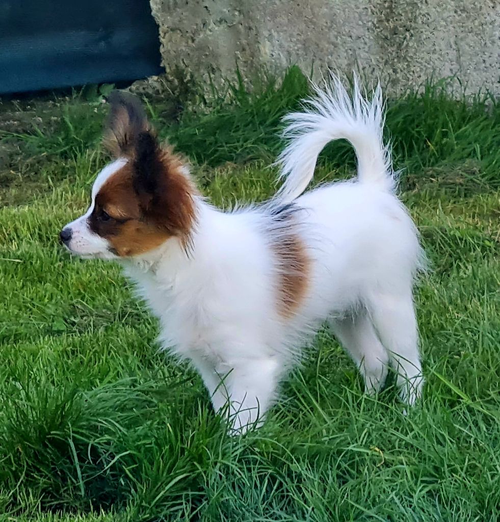 Abelia Du Domaine De Hunaudaye