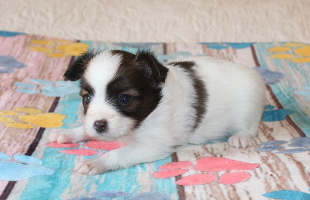 Abelia Du Domaine De Hunaudaye