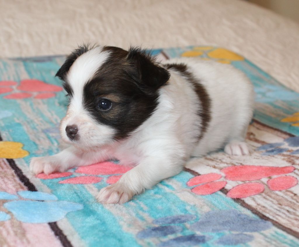 Abelia Du Domaine De Hunaudaye