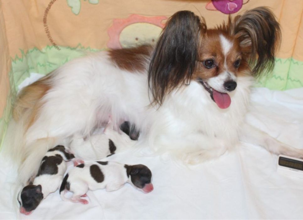 Abelia Du Domaine De Hunaudaye