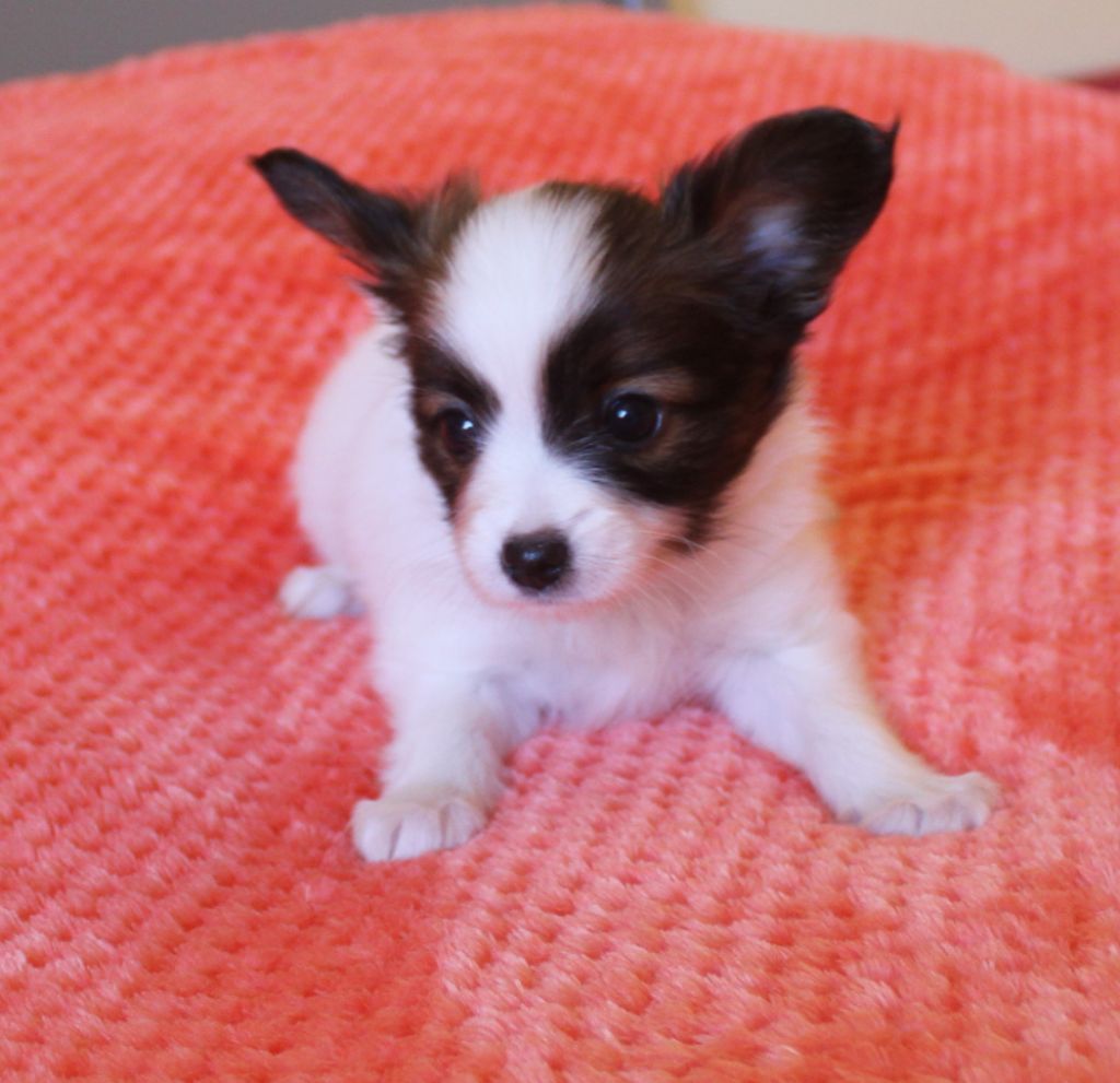 Abelia Du Domaine De Hunaudaye