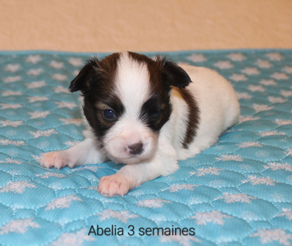 Abelia Du Domaine De Hunaudaye