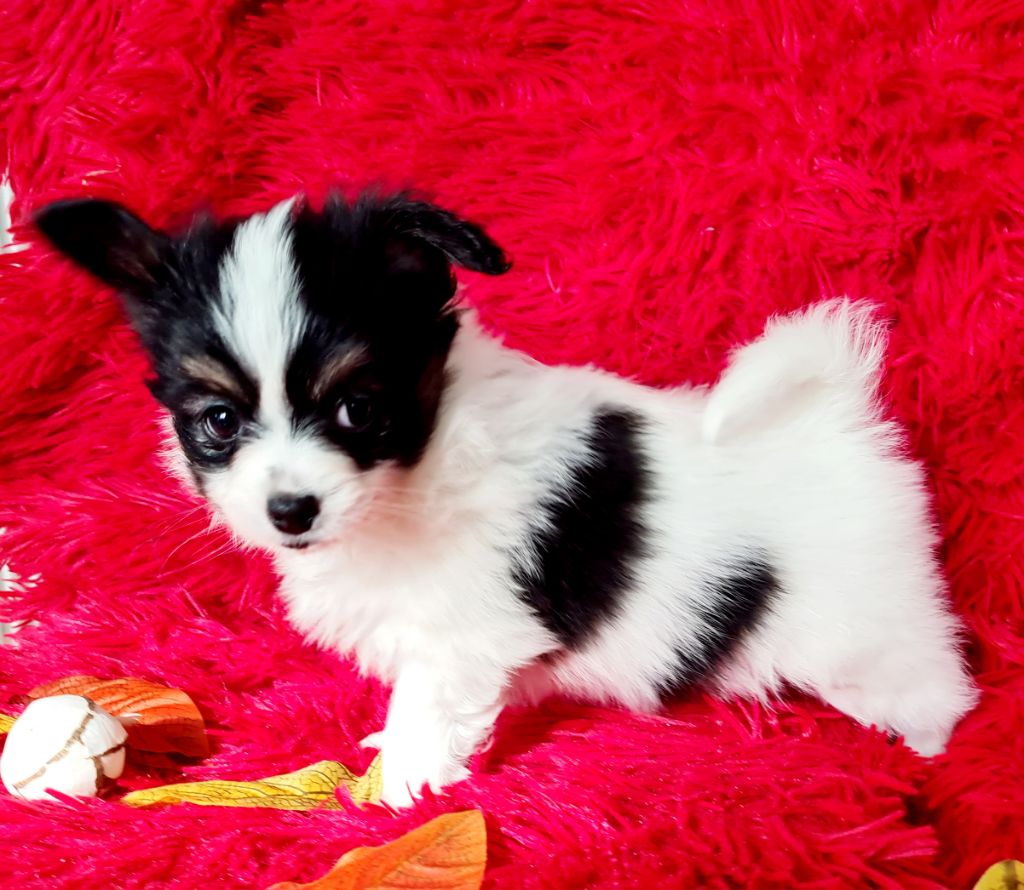 Alfie De la castelviroise