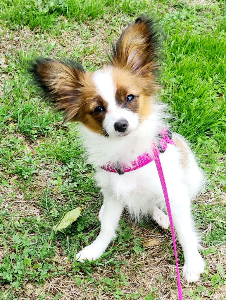 Abelia Du Domaine De Hunaudaye