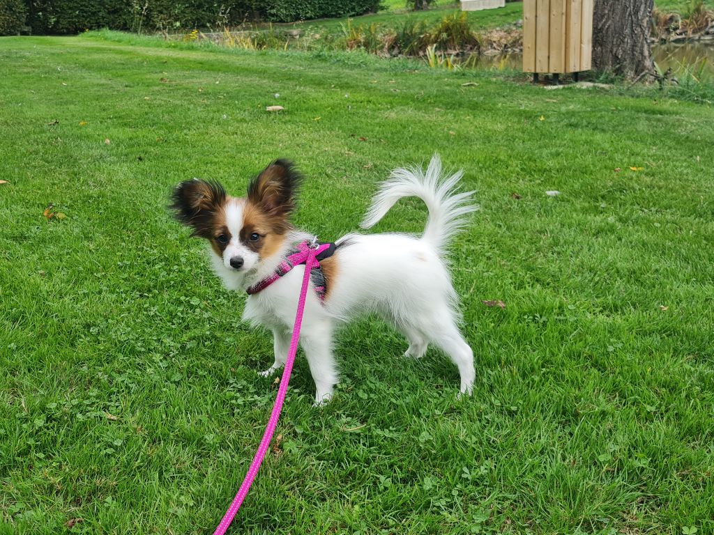 Abelia Du Domaine De Hunaudaye