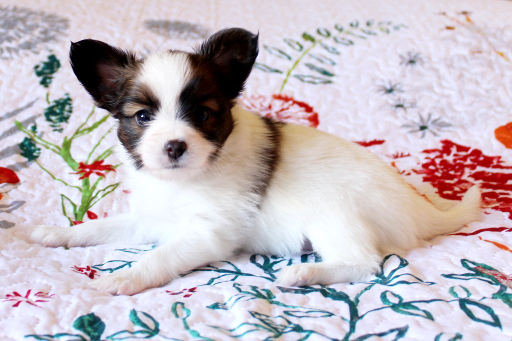 Abelia Du Domaine De Hunaudaye