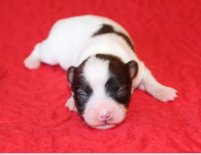 Abelia Du Domaine De Hunaudaye