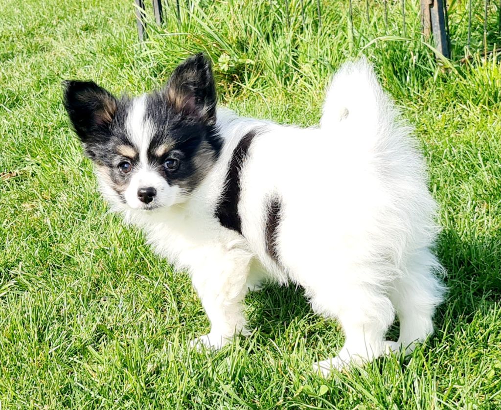 Alfie De la castelviroise