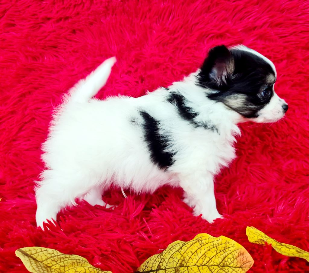 Alfie De la castelviroise