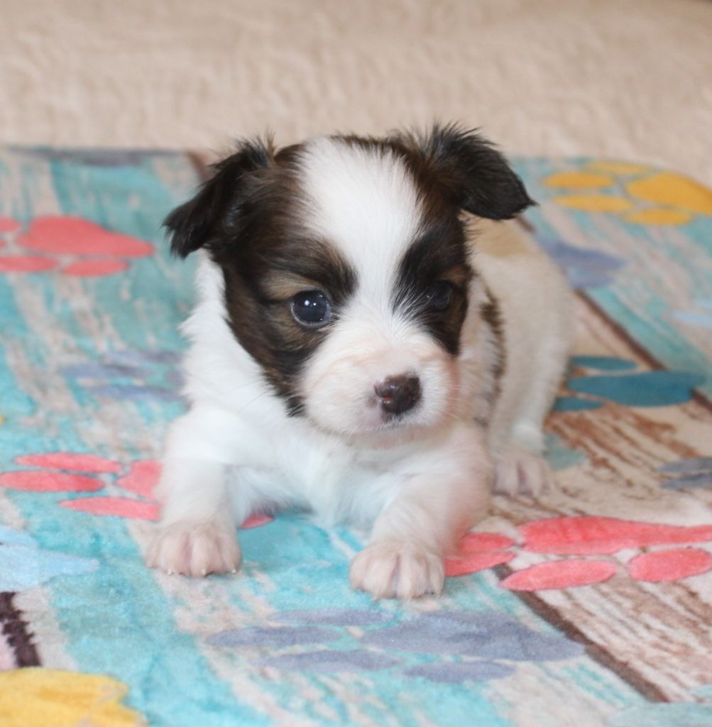 Abelia Du Domaine De Hunaudaye