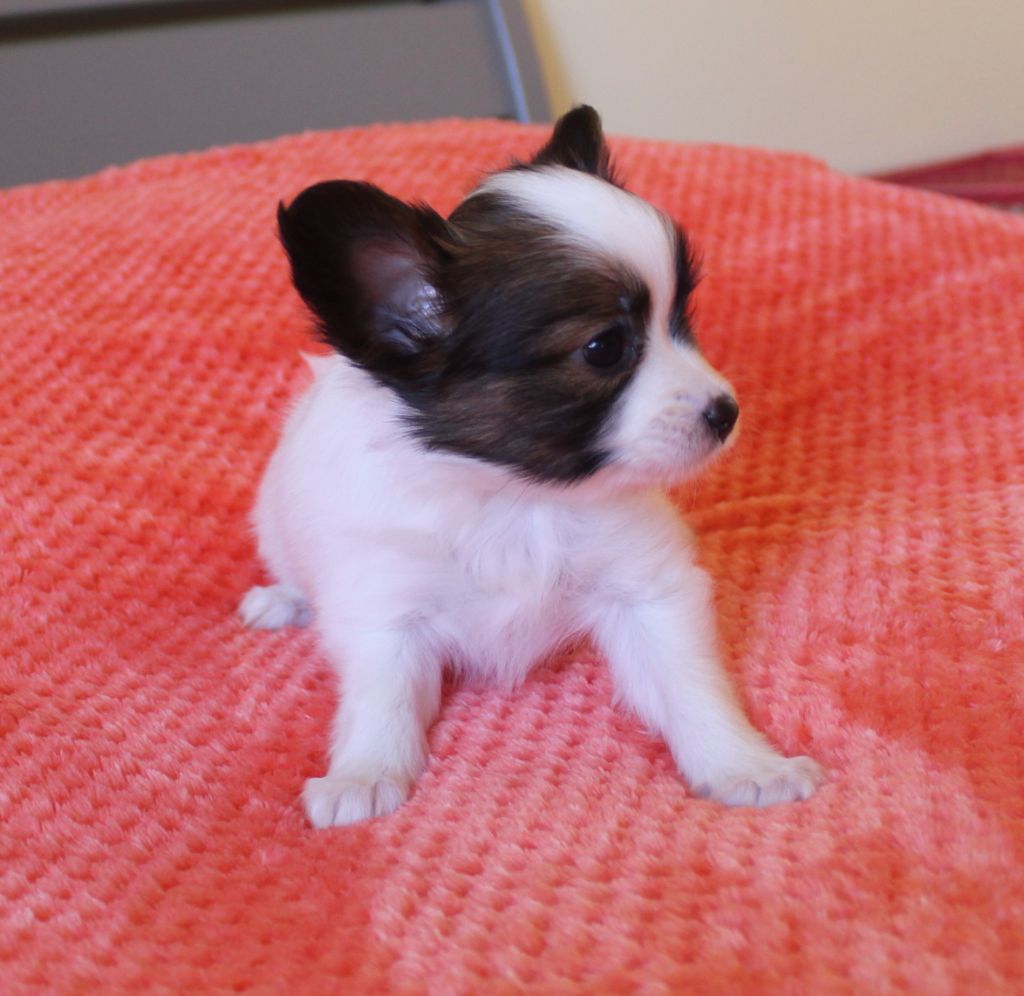 Abelia Du Domaine De Hunaudaye