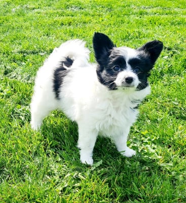 Les chiots de Epagneul nain Continental (Papillon)