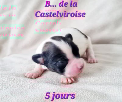 Les chiots de Epagneul nain Continental (Papillon)