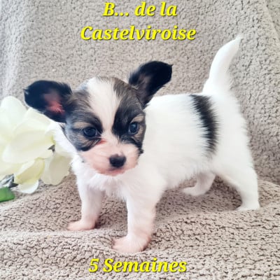 Les chiots de Epagneul nain Continental (Papillon)